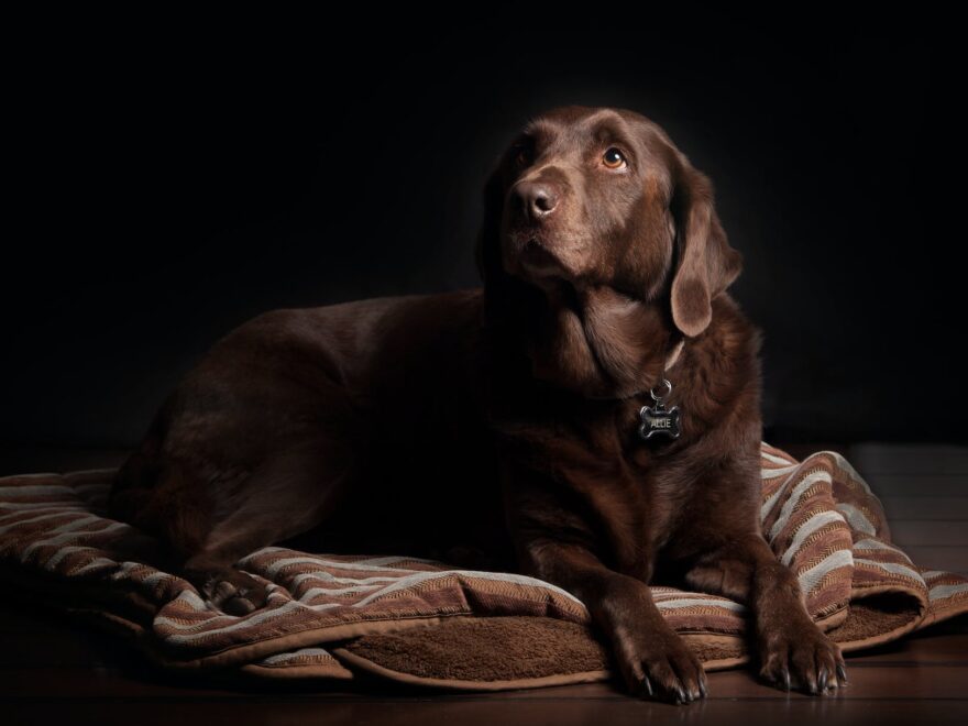 adult chocolate labrador retriever lying on brown and white striped textile